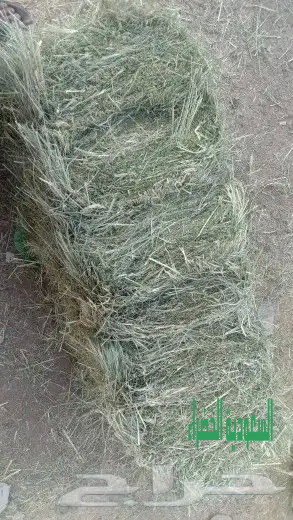 بيع جميع انواع الاعلاف